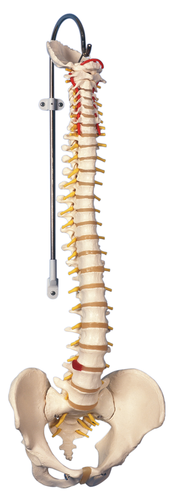 脊柱可動型モデル
