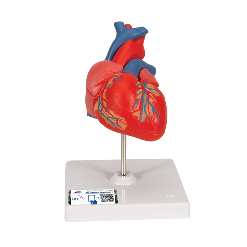 心臓 2分解モデル