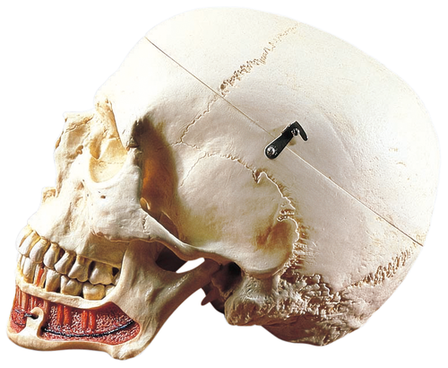 ソムソ 頭蓋骨模型